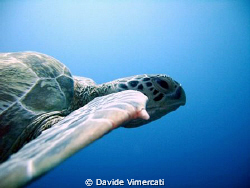 slowly swimming side by side with a turtle in Sipadan. Ta... by Davide Vimercati 